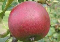 Malus domestica 'Arkansas Black' — photo 2