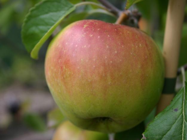 Malus domestica 'Braeburn' Dwarf — photo 1