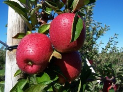 Malus domestica 'Braeburn' Dwarf — photo 2
