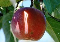 Malus domestica 'Enterprise' Dwarf