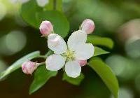 Malus domestica 'Golden Delicious' — photo 1