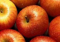 Malus domestica 'Red Fuji' — photo 1