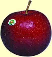 Malus domestica 'Red Rome' — photo 1