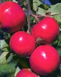 Malus domestica 'Red Rome' — photo 2