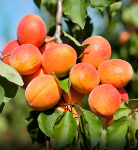 Prunus armeniaca 'Early Golden' — photo 1