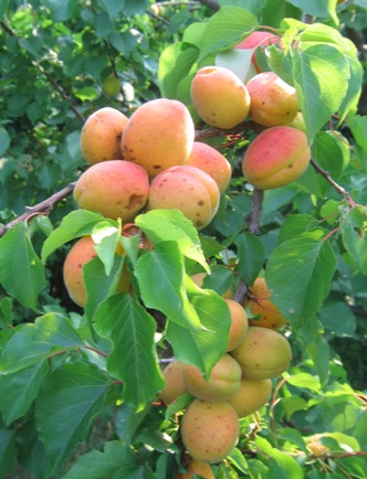 Prunus armeniaca 'Moorpark' Dwarf — photo 1