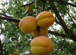 Prunus armeniaca 'Puget Gold' — photo 1