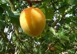 Prunus armeniaca 'Puget Gold' — photo 2