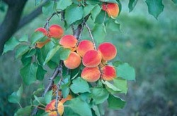 Prunus armeniaca Wilson Delicious — photo 1