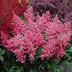 Astilbe japonica 'Peach Blossom' — photo 1