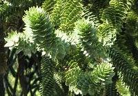 Araucaria araucana — photo 2