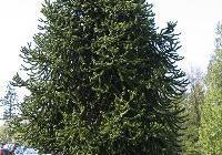 Araucaria araucana — photo 3