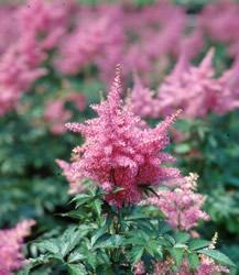 Astilbe japonica Rheinland — photo 1