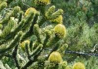 Araucaria araucana — photo 4