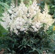 Astilbe Rock & Roll — photo 1