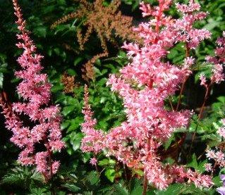 Astilbe simplicifolia 'Key West' — photo 1