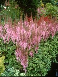 Astilbe chinensis 'Pumila' — photo 2