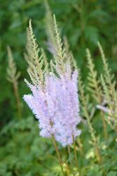 Astilbe chinensis var. taquetii 'Superba' — photo 1