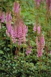 Astilbe chinensis var. taquetii 'Superba' — photo 2
