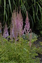 Astilbe chinensis var. taquetii 'Superba' — photo 3