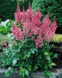 Astilbe Chinensis 'Visions' — photo 2