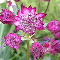 Astrantia major 'Hadspen Blood' (R) — photo 1