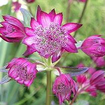 Astrantia major 'Hadspen Blood' (R) — photo 1