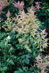 Astilbe japonica Rheinland — photo 2