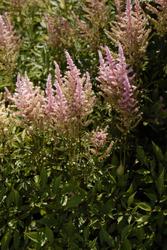 Astilbe japonica Rheinland — photo 3