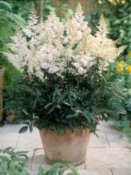 Astilbe Rock & Roll — photo 2