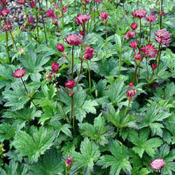 Astrantia major 'Hadspen Blood' (R) — photo 2