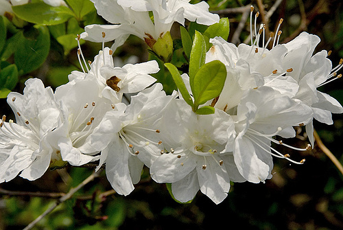Azalea 'Hino White' Dwarf — photo 1