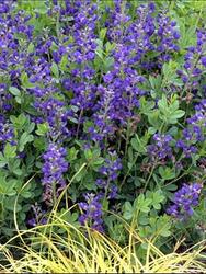 Baptisia Australis — photo 2