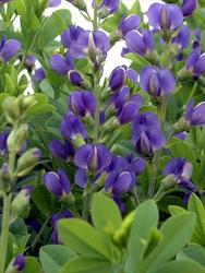 Baptisia Australis — photo 3