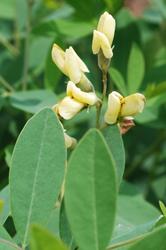 Baptisia 'Carolina Moonlight' — photo 2
