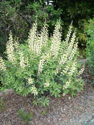 Baptisia 'Carolina Moonlight' — photo 3