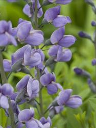 Baptisia 'Purple Smoke' — photo 2