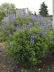Baptisia 'Purple Smoke' — photo 3