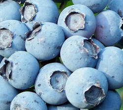 Vaccinium corymbosum 'Blueray' — photo 1