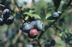 Vaccinium corymbosum 'Blueray' — photo 2