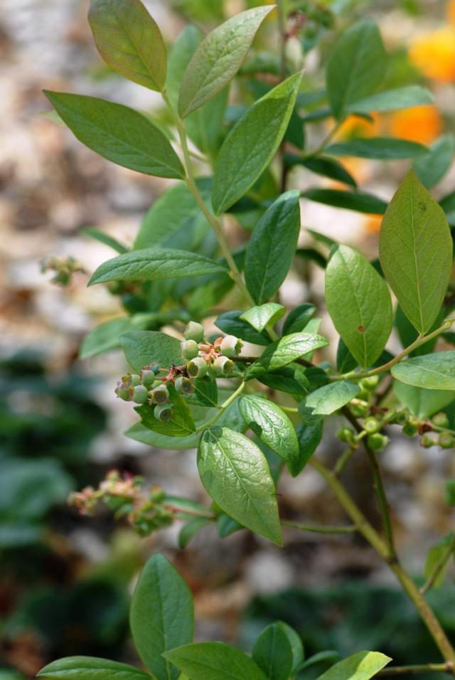 Vaccinium 'Earliblue'