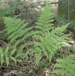 Athyrium niponicum pictum 'Jap Painted' — photo 2