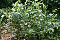 Vaccinium 'Earliblue' — photo 2