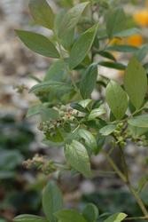 Vaccinium 'Earliblue' — photo 3