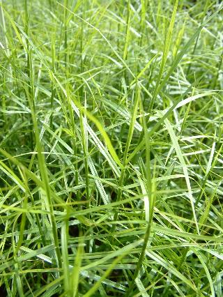 Carex muskingumensis 'Little Midge' — photo 1