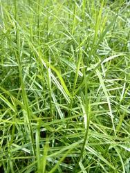 Carex muskingumensis 'Little Midge' — photo 1