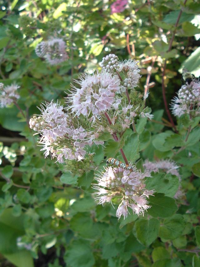 Caryopteris x 'Pink Chablis' — photo 1