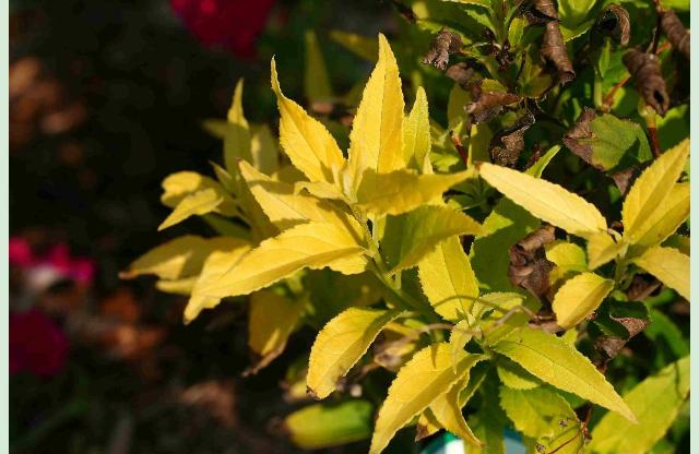Deutzia gracilis 'Chardonnay Pearls' — photo 1