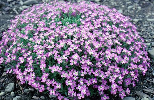 Aubrieta Purple Cascade — photo 1