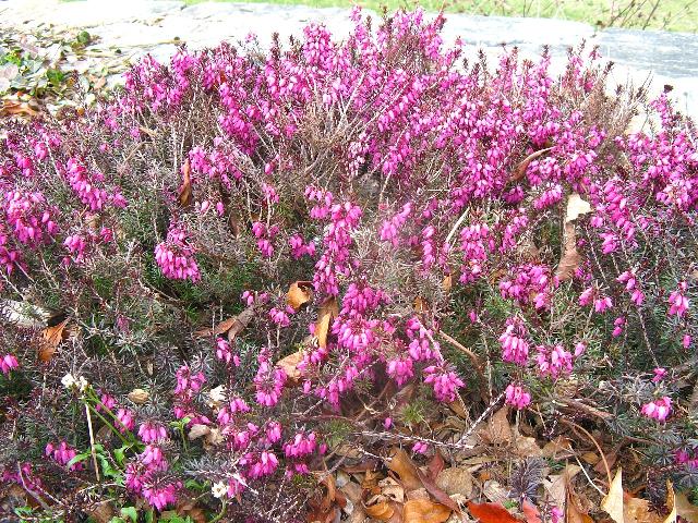 Erica carnea Vivellii — photo 1